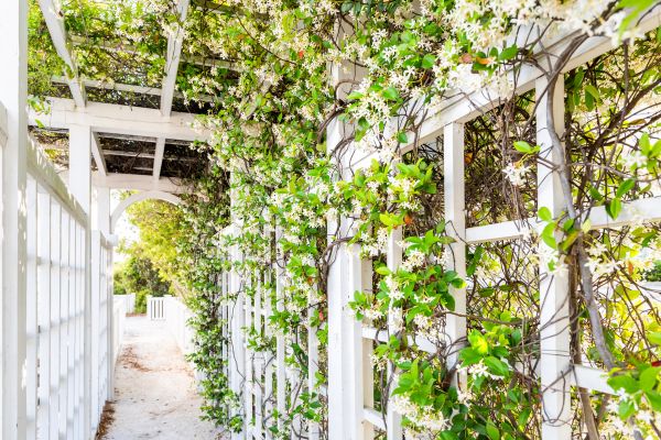 Trellis Repair in Sandpoint