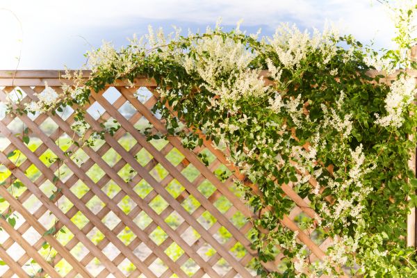 Lattice Repair in Sandpoint