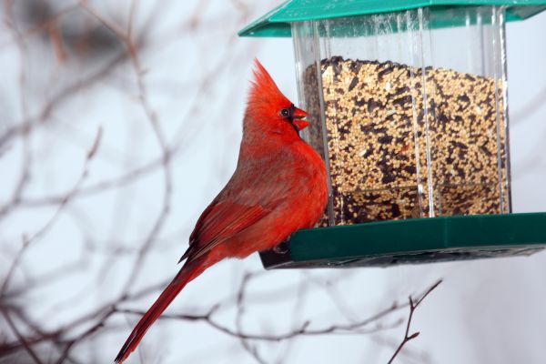 Bird Feeder Hanging in Sandpoint