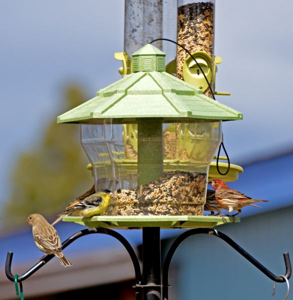 Bird Feeder Installation in Sandpoint